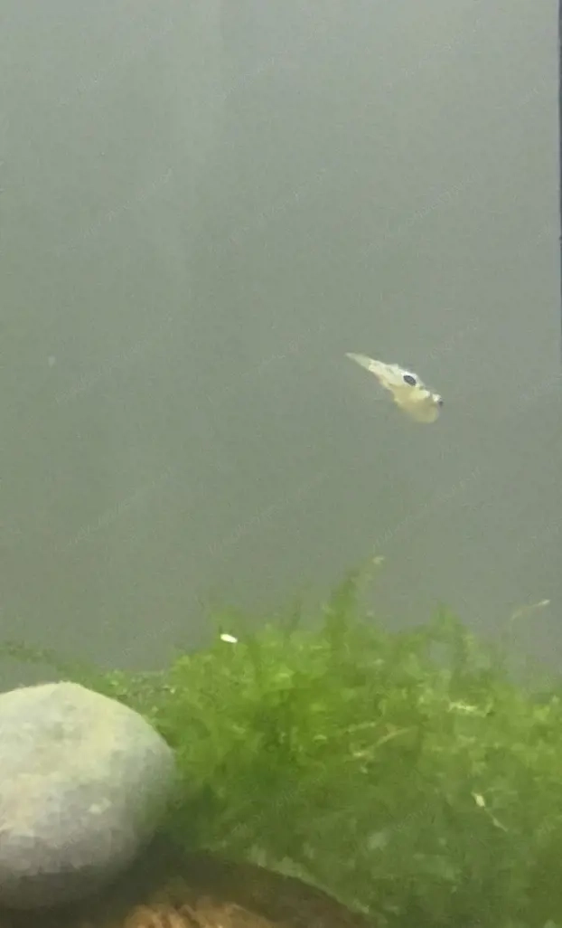 Erbsen Kugelfische zu verkaufen