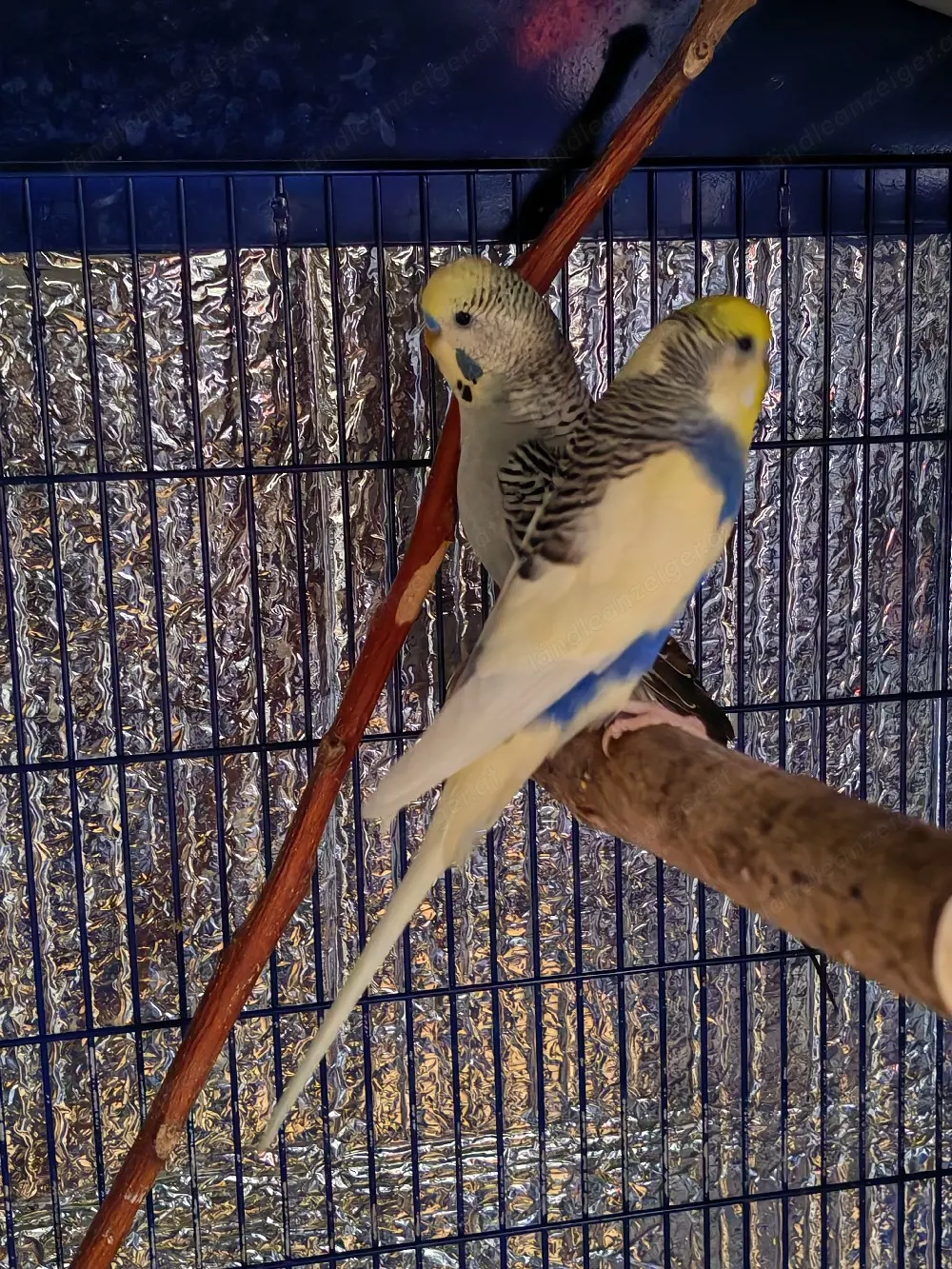 2 männliche Wellensittiche 1,5 jahre, Zuchtbereit