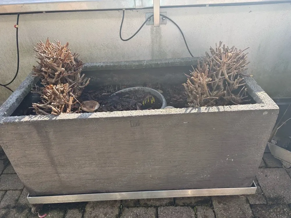 blumentrog mit Hortensien