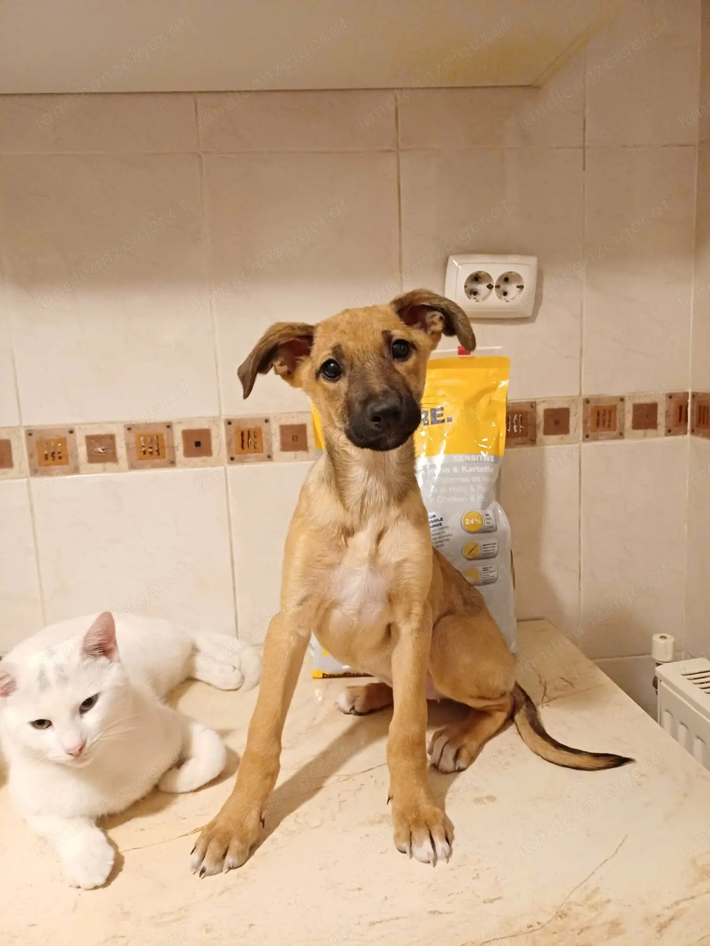 Celine - eine kleine Überlebenskämpferin auf der Suche nach ihrer Familie