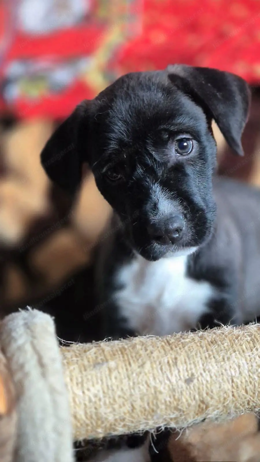 Pitt - ein liebenswerter Pittbullmix-Welpe sucht verantwortungsvolles Zuhause