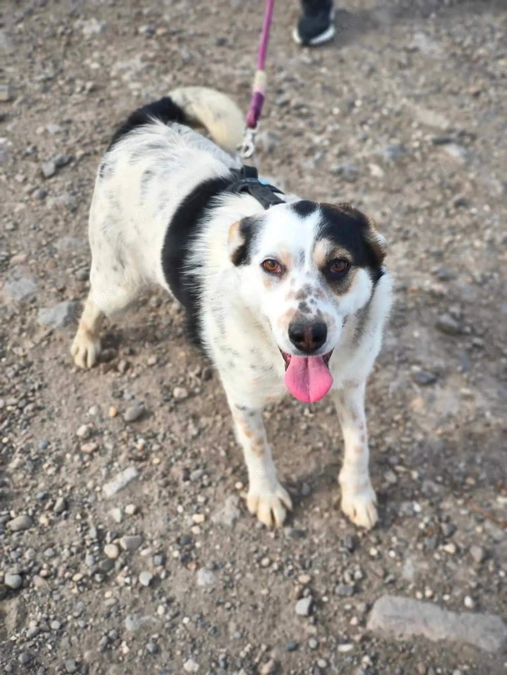 Hope - eine verschmuste Abenteurerin sucht ihr Für-immer-Zuhause