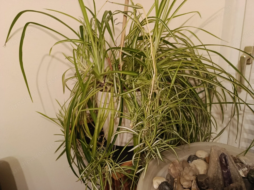 Grünlilie, Chlorophytum Comosum Variegatum, Spinnenpflanze, Zimmerpflanze - Ableger