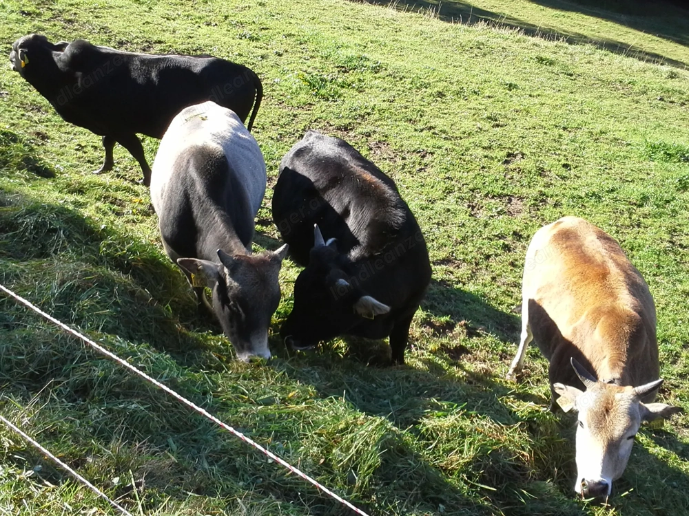 Bauernhoftiere  Zwerg Zebu Rinder als Landschaftspfleger