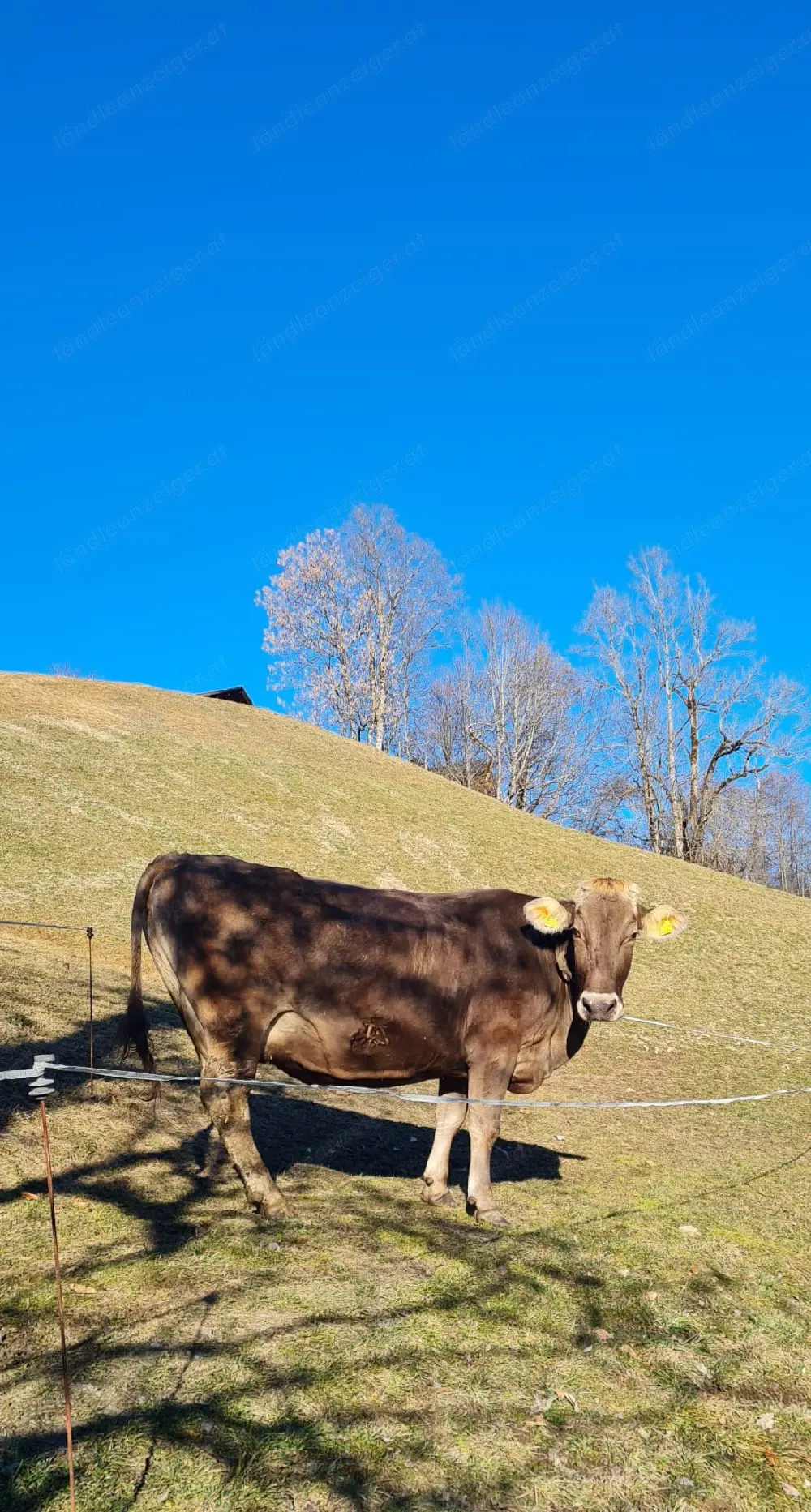 Hochträchtige Braunviehkuh zu verkaufen