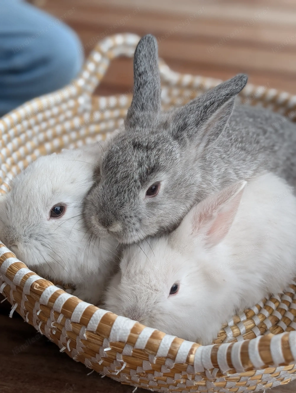 Babykaninchen suchen neues Zuhause 