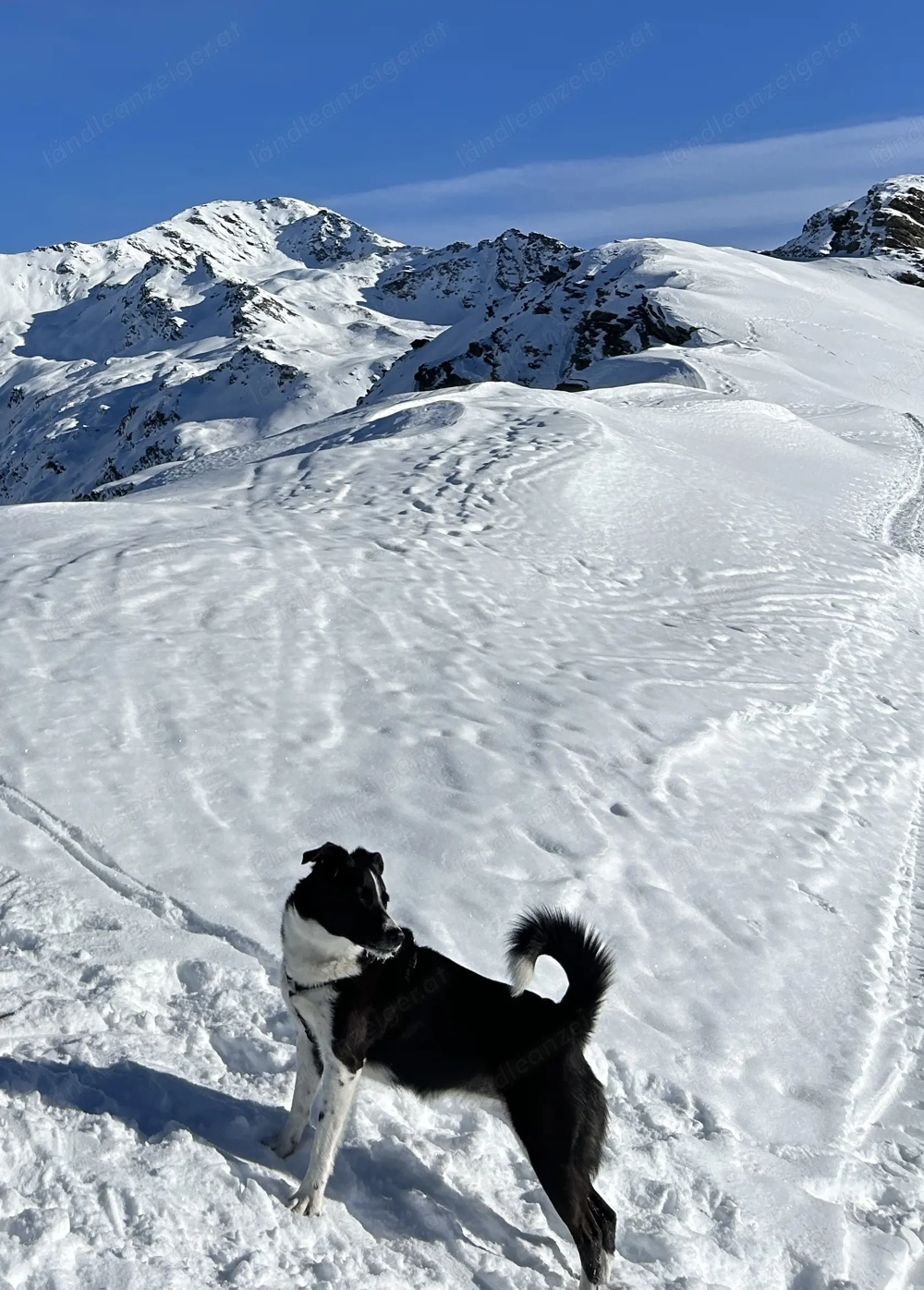 Hundesitter   in in Dornbirn gesucht