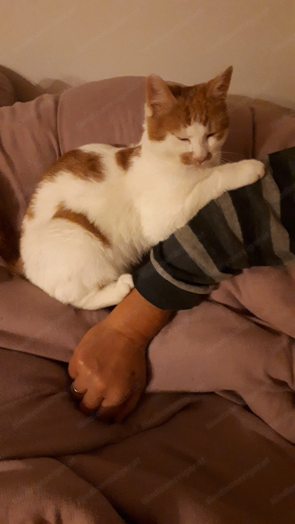 Wer hat unseren Tschuno gesehen .