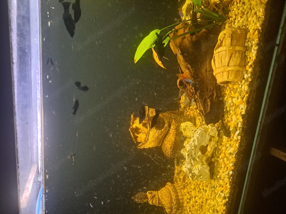 Blackmolly zu verkaufen diverse Größen 