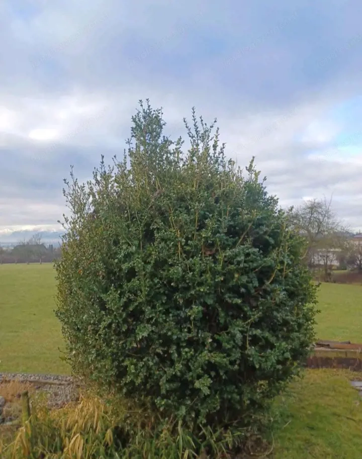 Buchsbaum zu verschenken