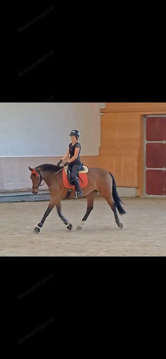 Reitbeteiligung gesucht