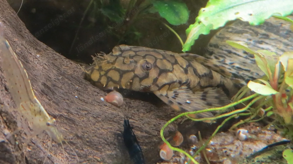 Wels L519 - Aquarium Fische 