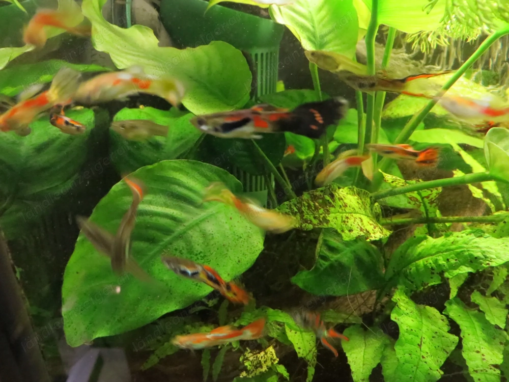Guppys  - Aquarium Fische 