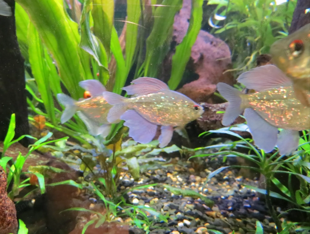 Salmler  Brillantsalmler  - Aquarium Fische 