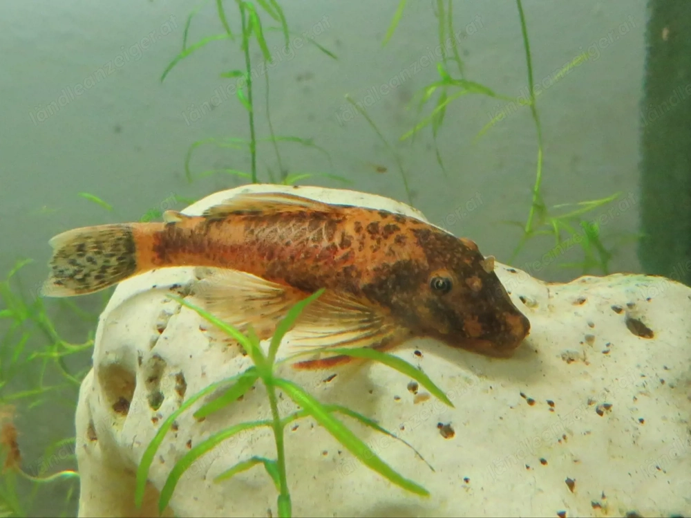 Schildpatt Antennenwels - Aquarium Fische 