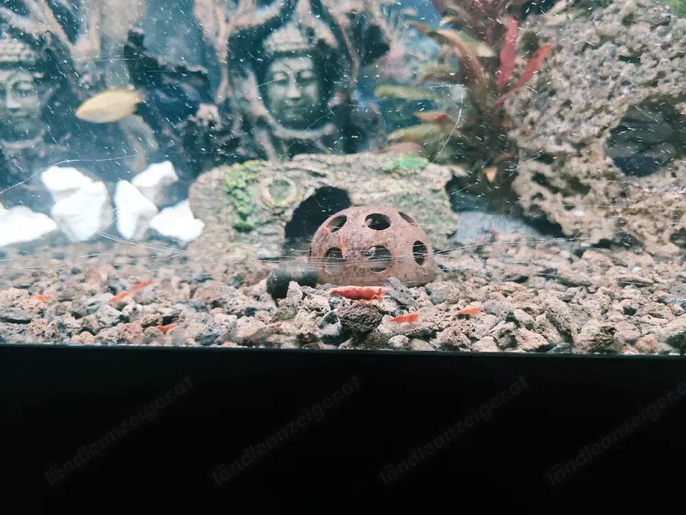 Junge Garnelen - red fire