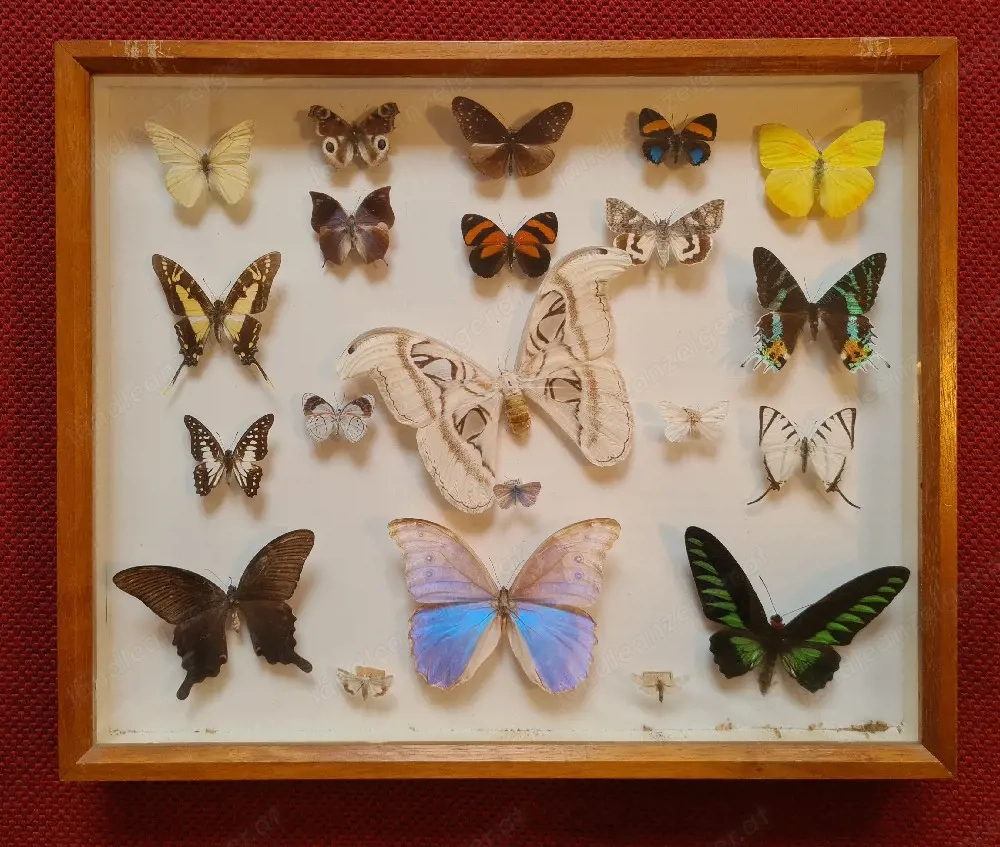 Schmetterling Schaukästen 