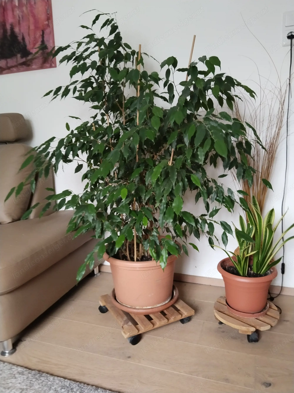 Ficus benjamin 1m40 