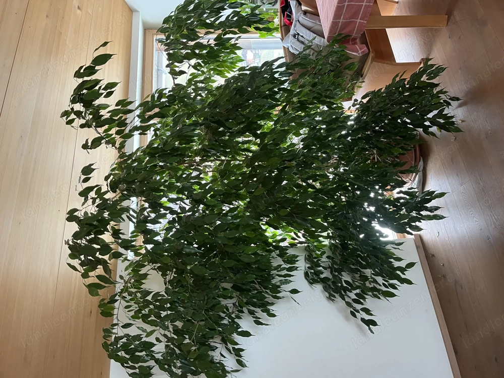 Ficus Benjamin abzugeben