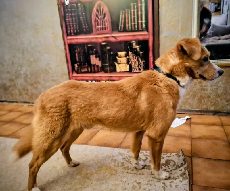 Laurie - NOTFALL Österreich