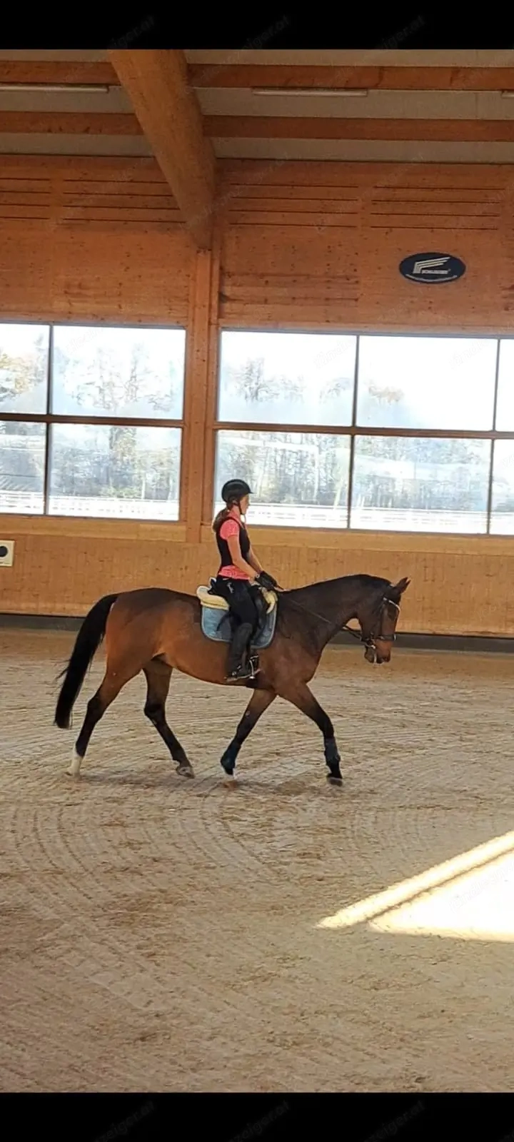 Reitbeteiligung gesucht 