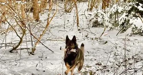 Winterhalle für Hundetraining gesucht