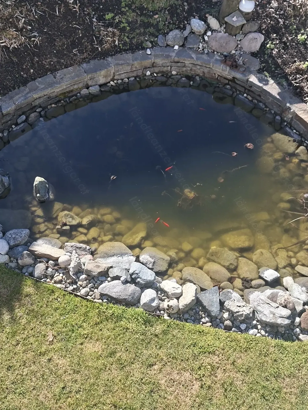 Zierfische zu Verschenken.