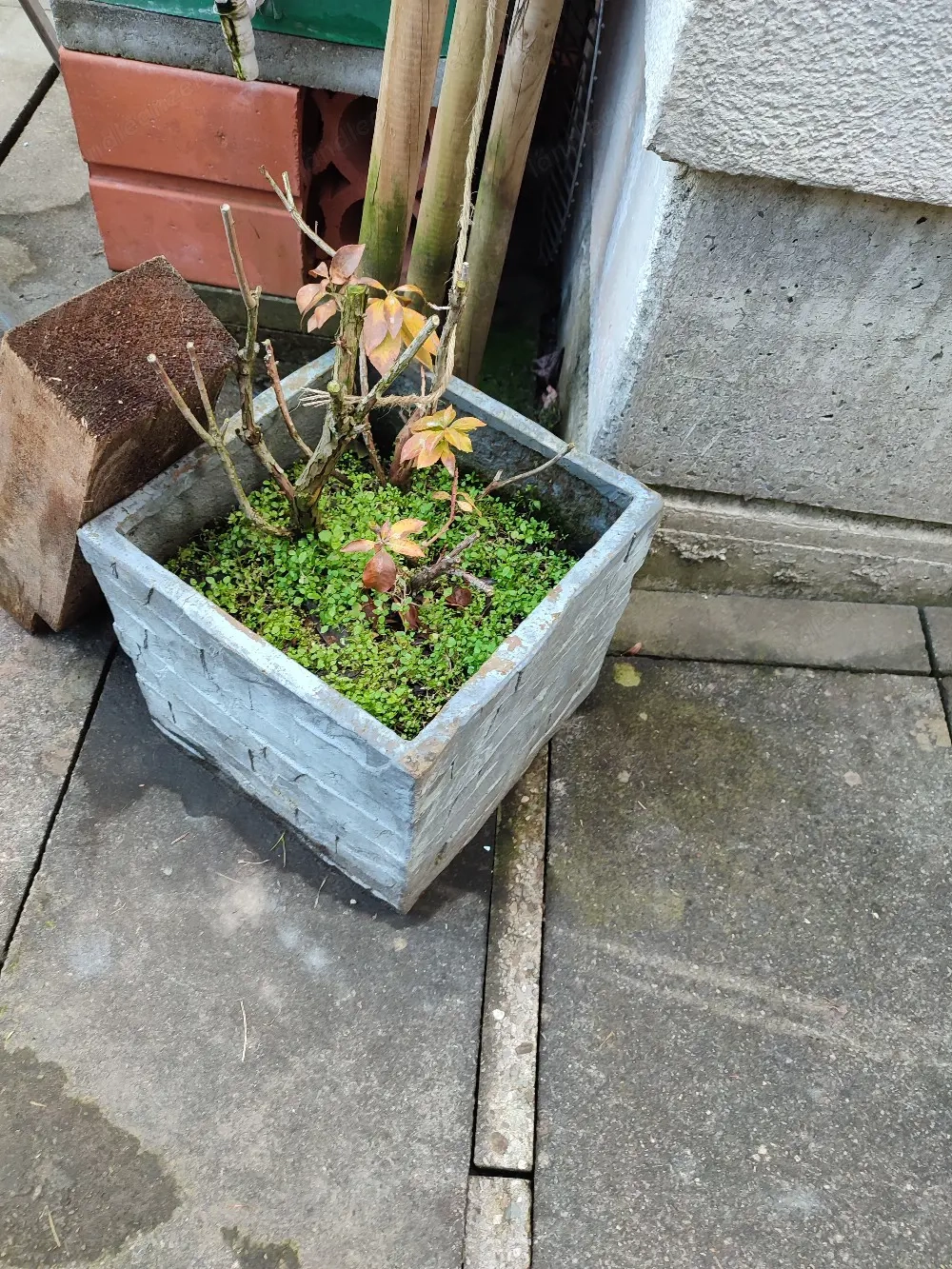 Blumenkübel zu verschenken 