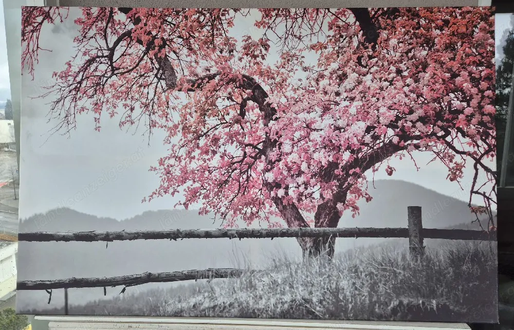 Modernes Leinwandbild - Kirschblüte in Rosa  Schwarz-Weiß