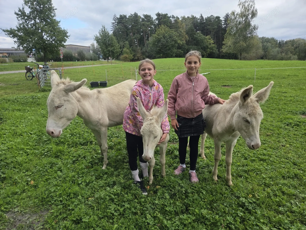 Barockeselhengst vom Lettenhof