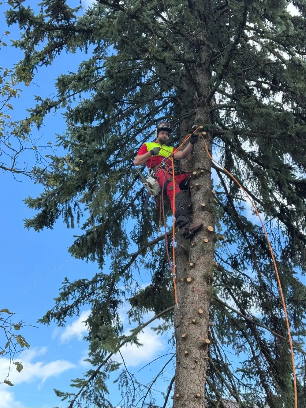 Baumfällungen jeglicher Art Rückschnitte 