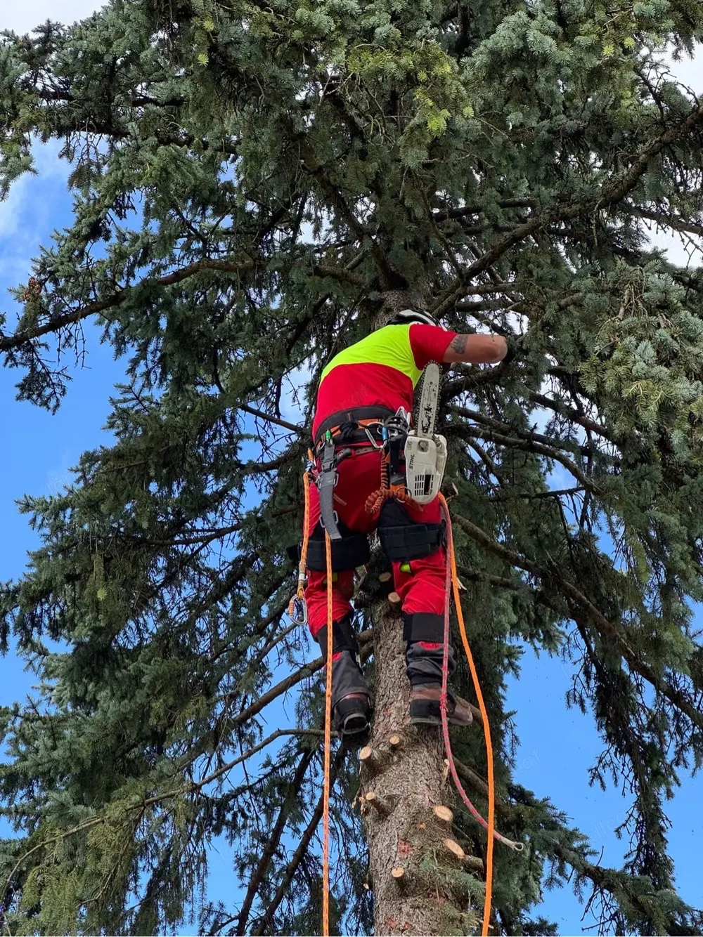 Baumfällung Baumschnitte Kronensicherung Rückschnitte Rodung Garten neu Anlegen Heckenschnitt Pflanz