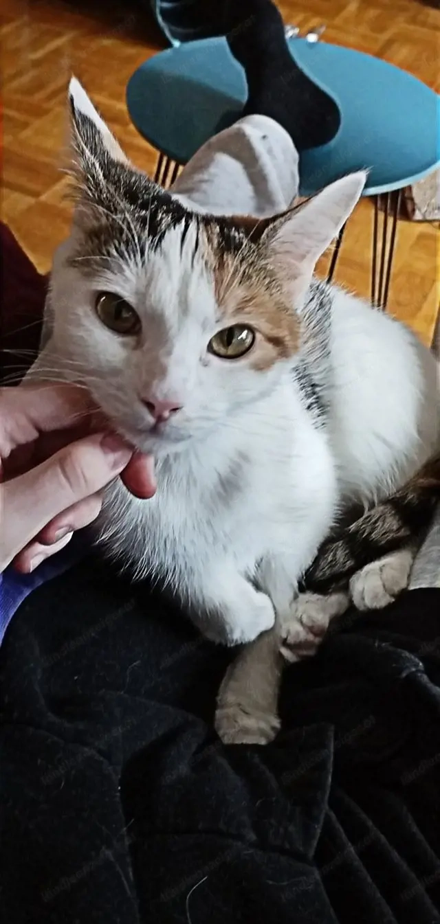 Verkaufe meine Mainecoon-misch Hauskatze, weiblich, 150 