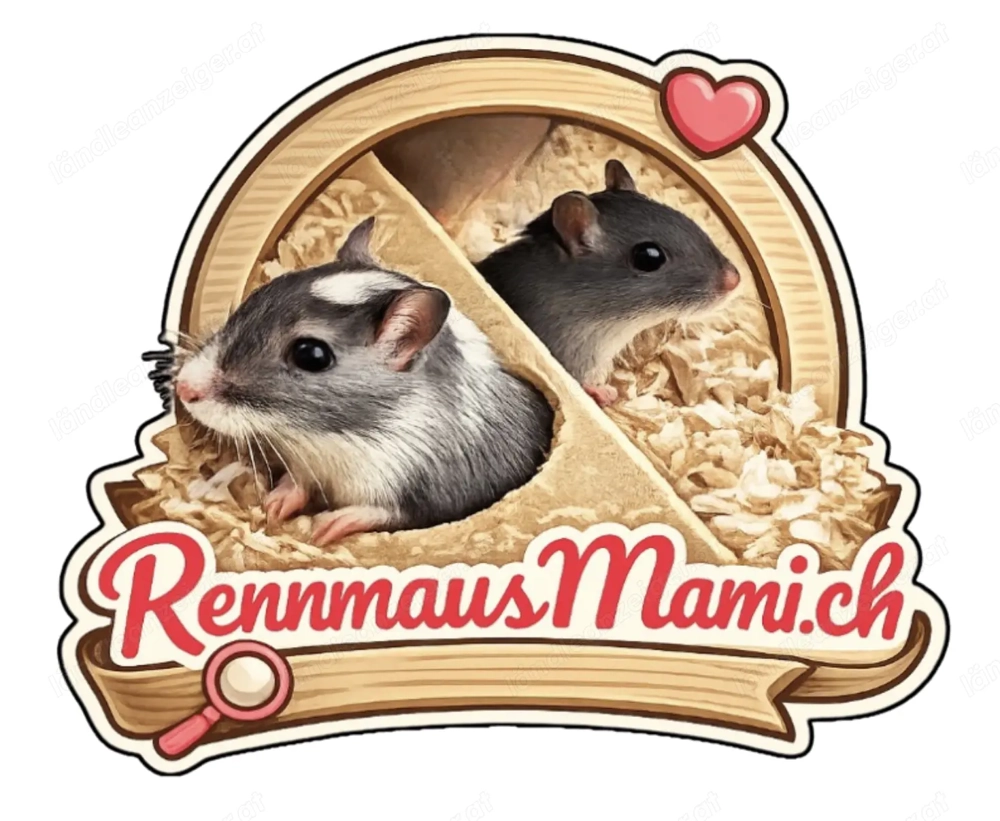 Rennmäuse - Aufnahme, Vergesellschaftung, Vermittlung