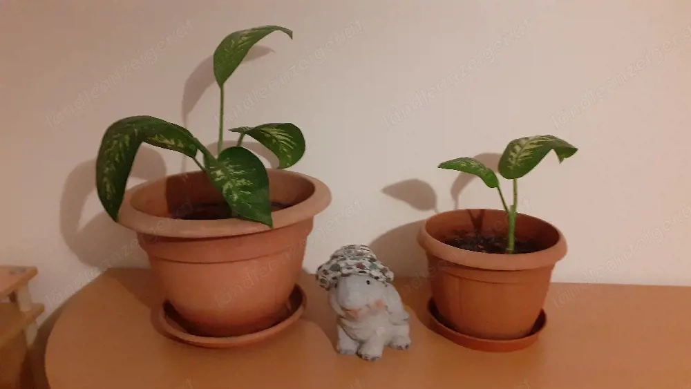 Dieffenbachia Pflanze um 10.-   zu verkaufen