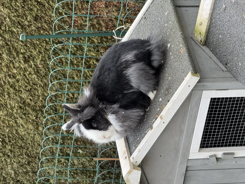 Weibliches Zwergkaninchen gesucht 