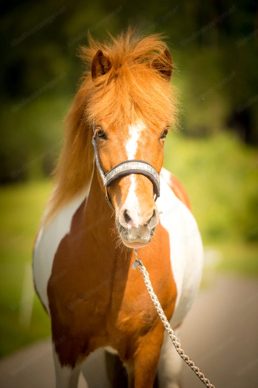 Pflegebeteiligung mit Option auf mehr....
