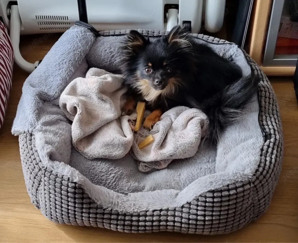 Promeranain Chihuahua Mix