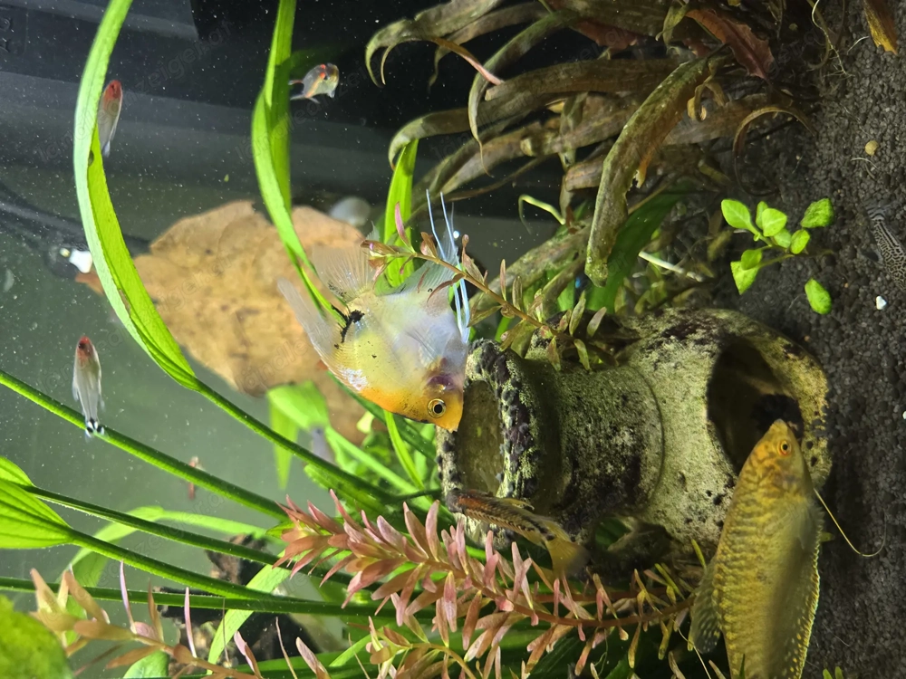 Skalar zu verschenken