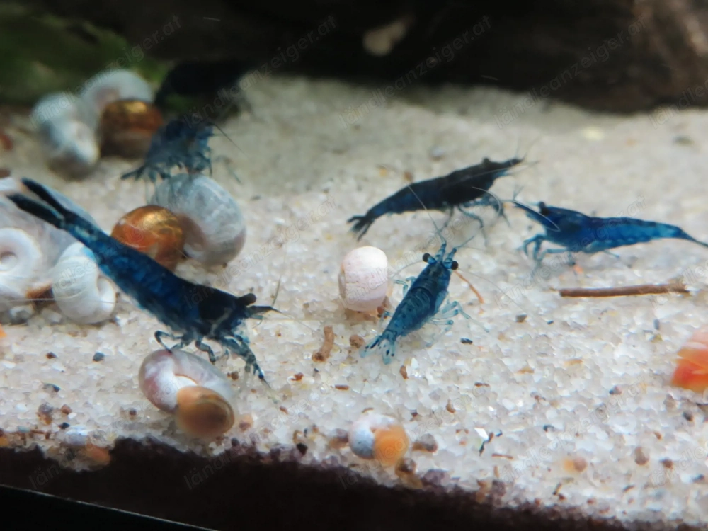 Blaue Garnelen fürs Aquarium 