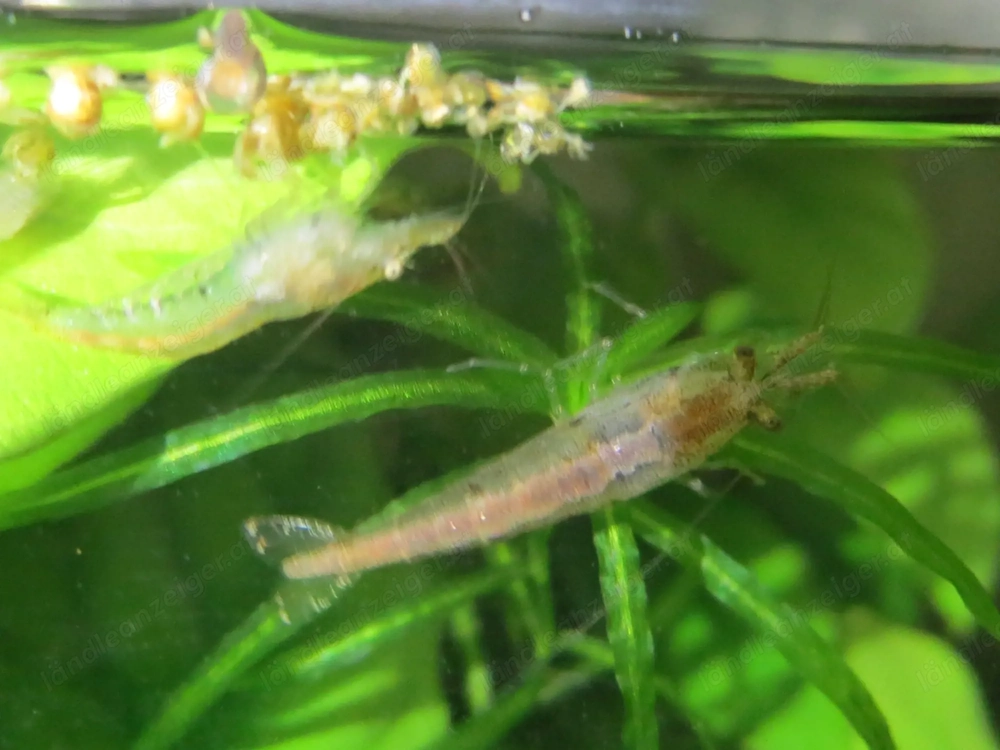 Garnelen fürs  Aquarium 