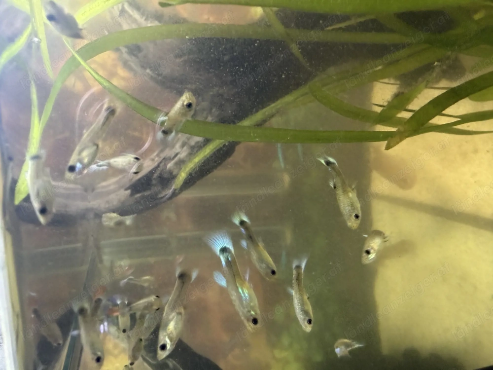 Guppys 1  verkaufen 