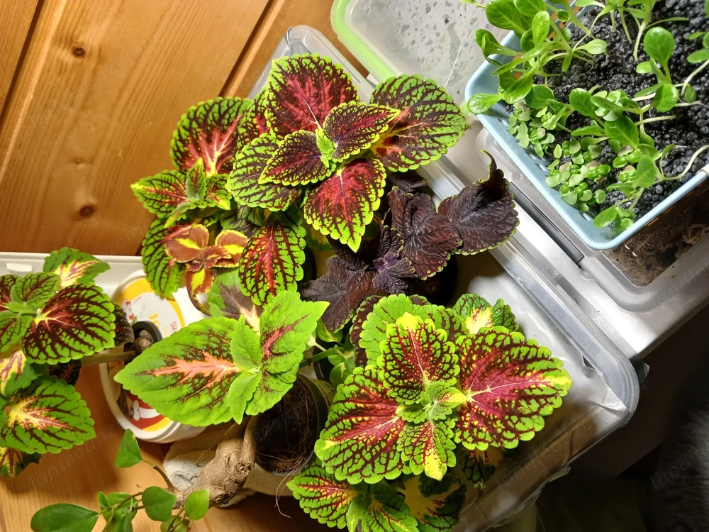 Coleus Sammler-Edition
