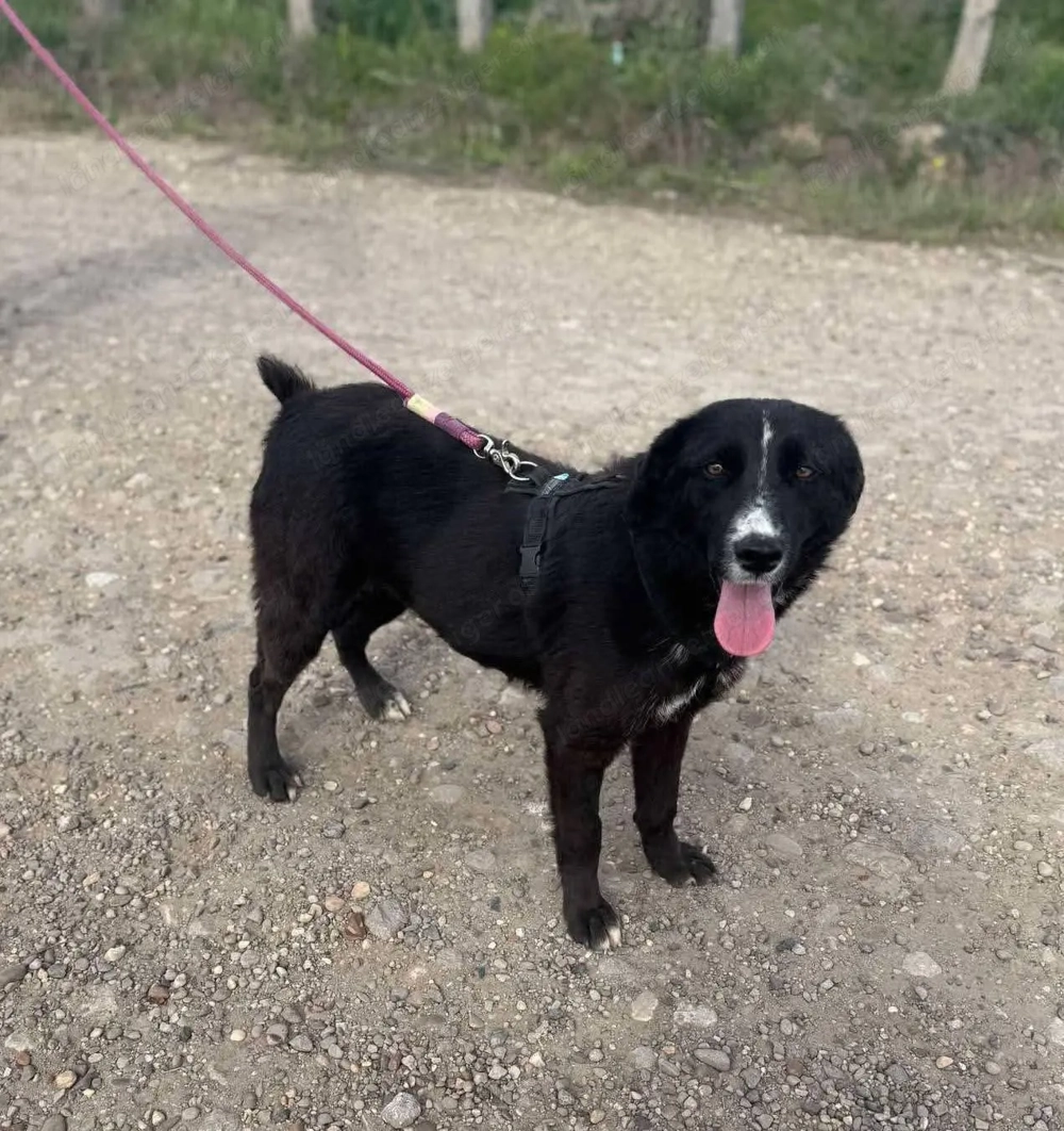 Eira - bereit für ihr eigenes Kapitel voller Liebe