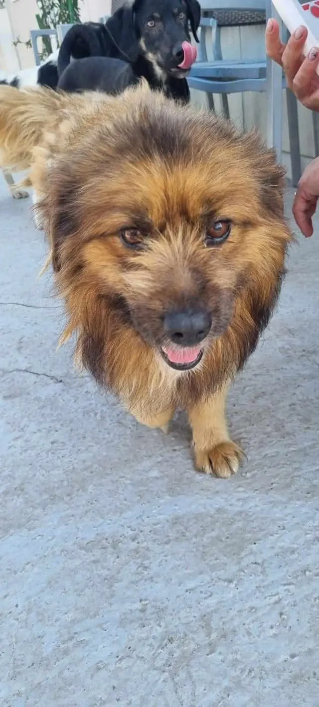 Nelio - sanft, menschenbezogen und einfach liebenswert