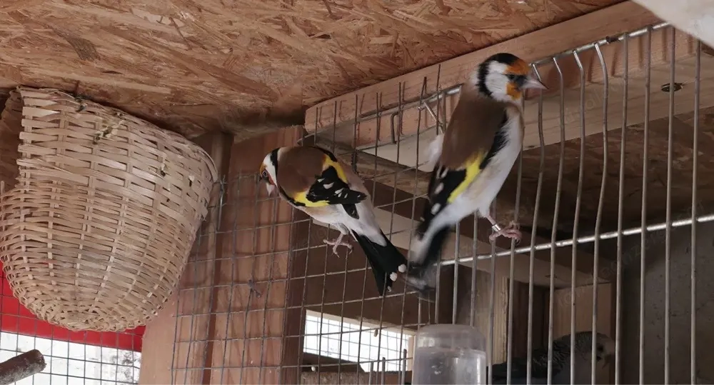 Vogelpaar zu verkaufen