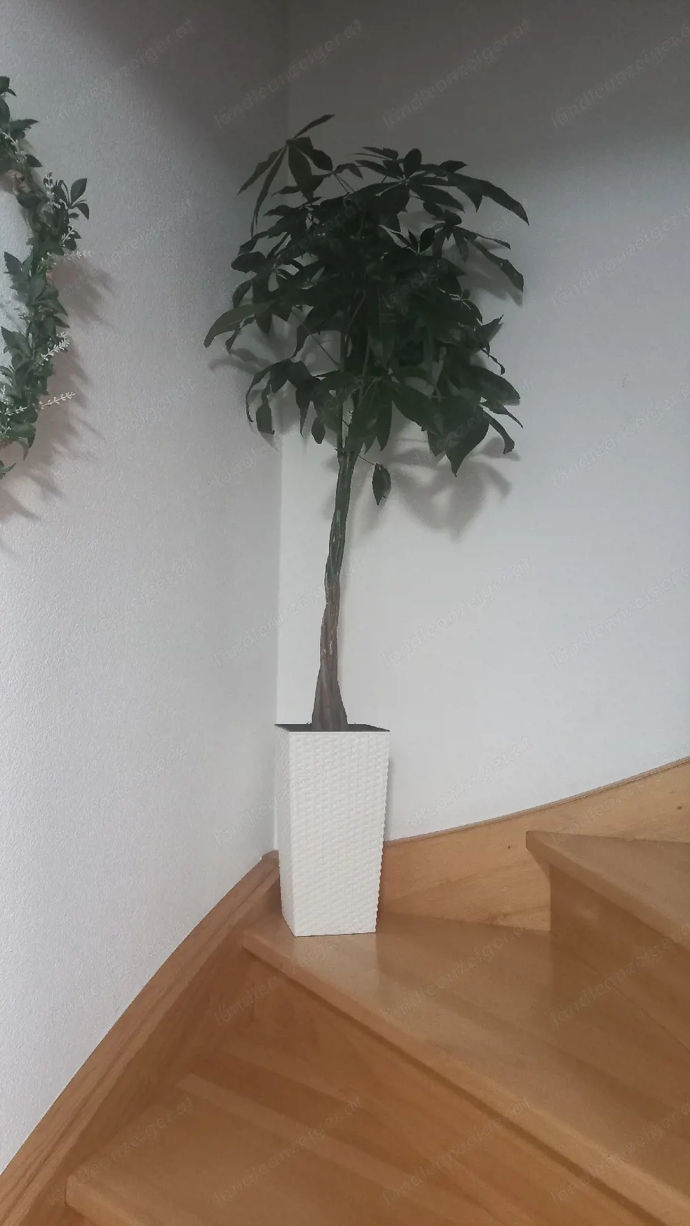 Glückskastanie für Wohnzimmer od. Büro