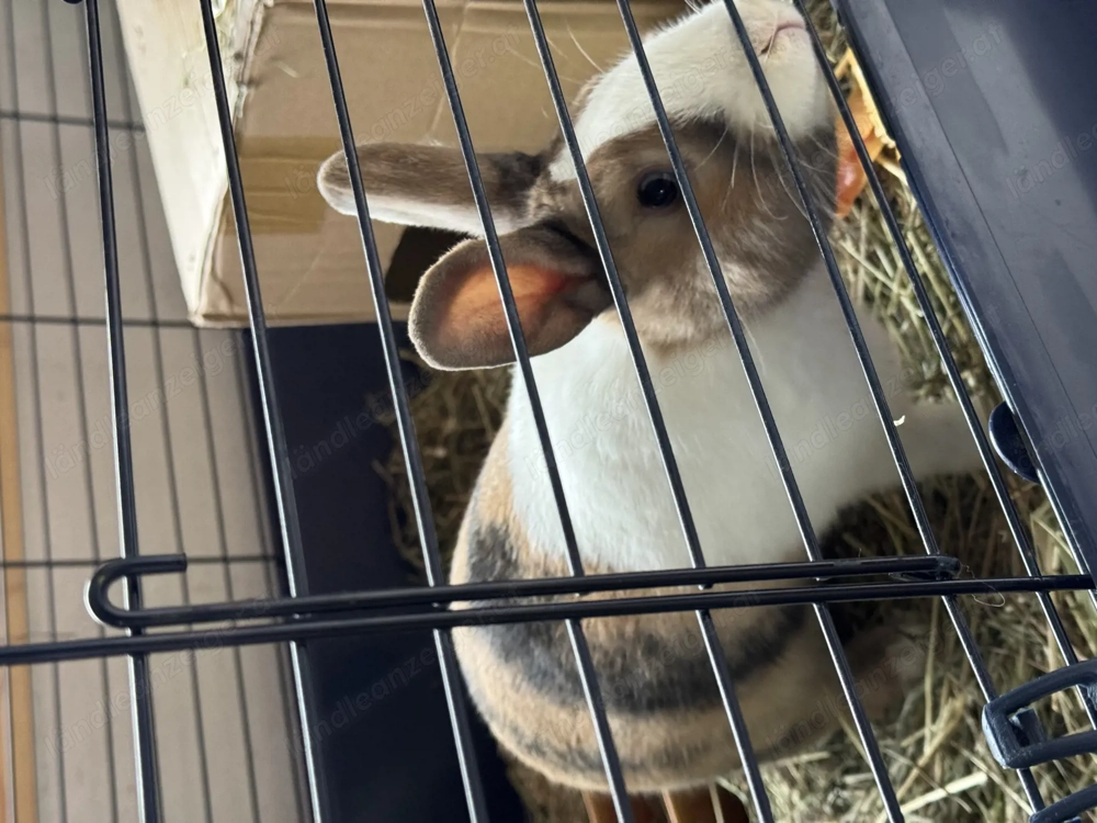 Zwergkaninchen umständehalber zu vergeben 