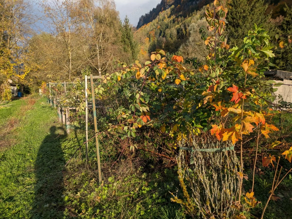 Pachtgrund: Obst- und Gemüsegarten