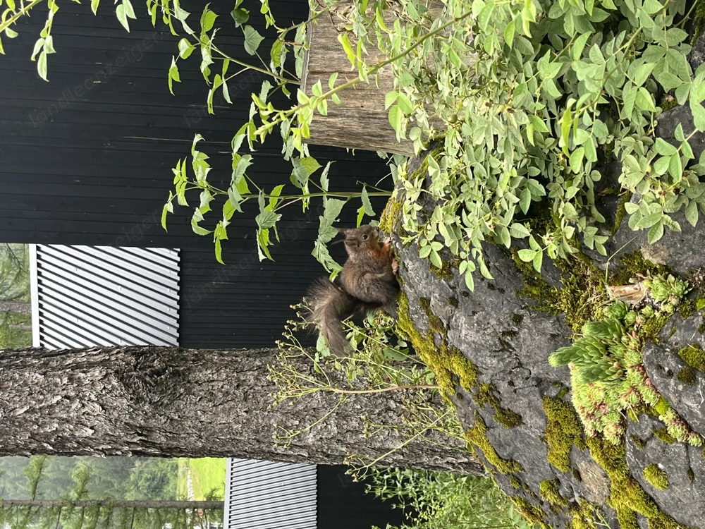 Gartenprofi und Hausmeister (geringfügig)